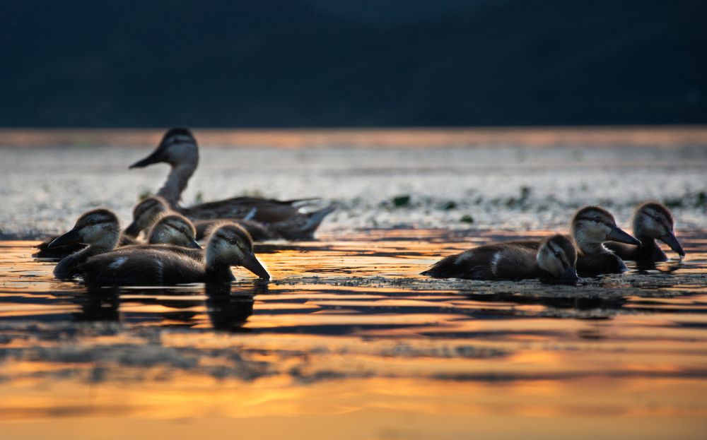 Little beautiful ducklings with mother.