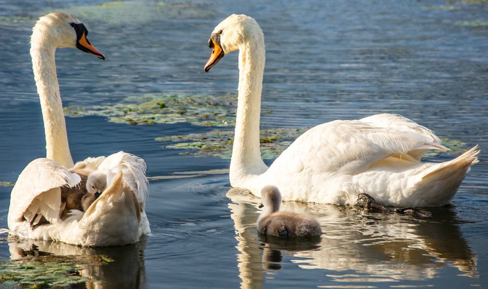 Photograph by Miroljub Kocovic