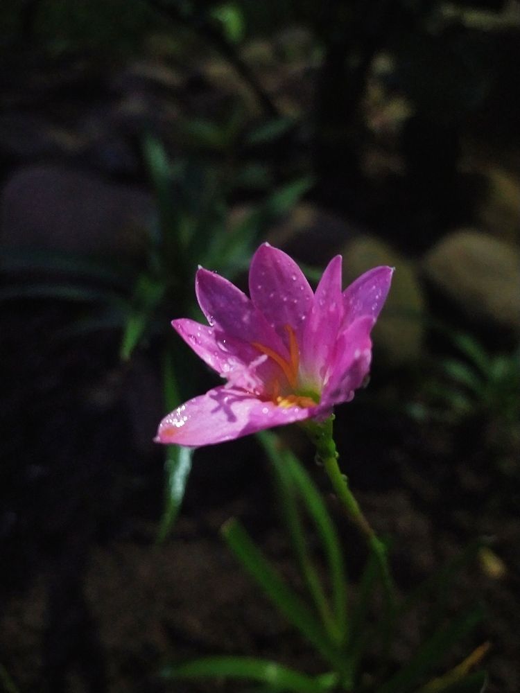 Lily