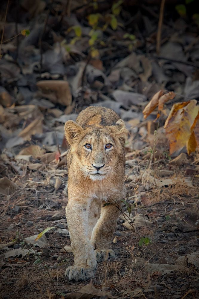 Photograph by Nishant Vyas