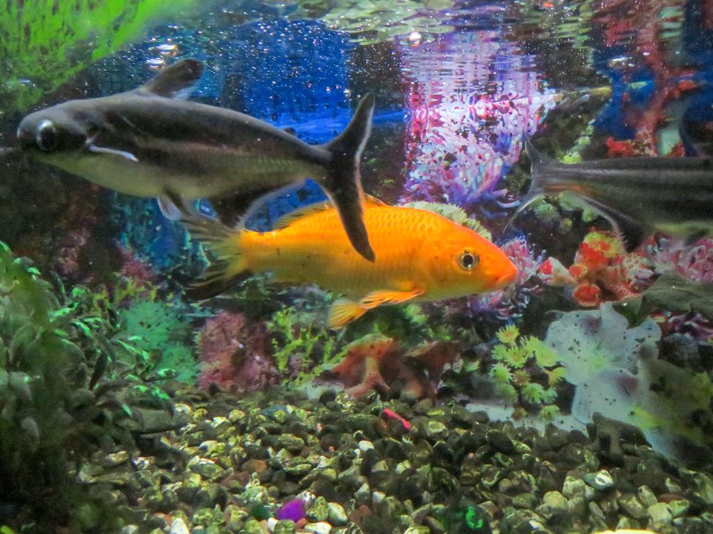 Autobiography of fish