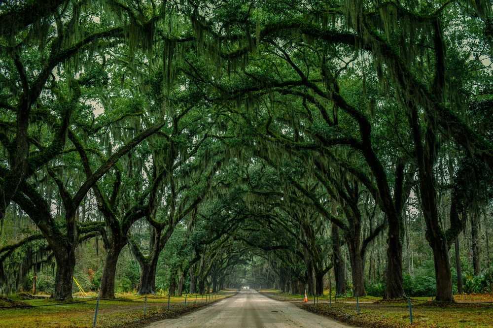 Oak tree Tunnel