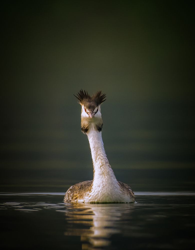Swag of the Crested beauty