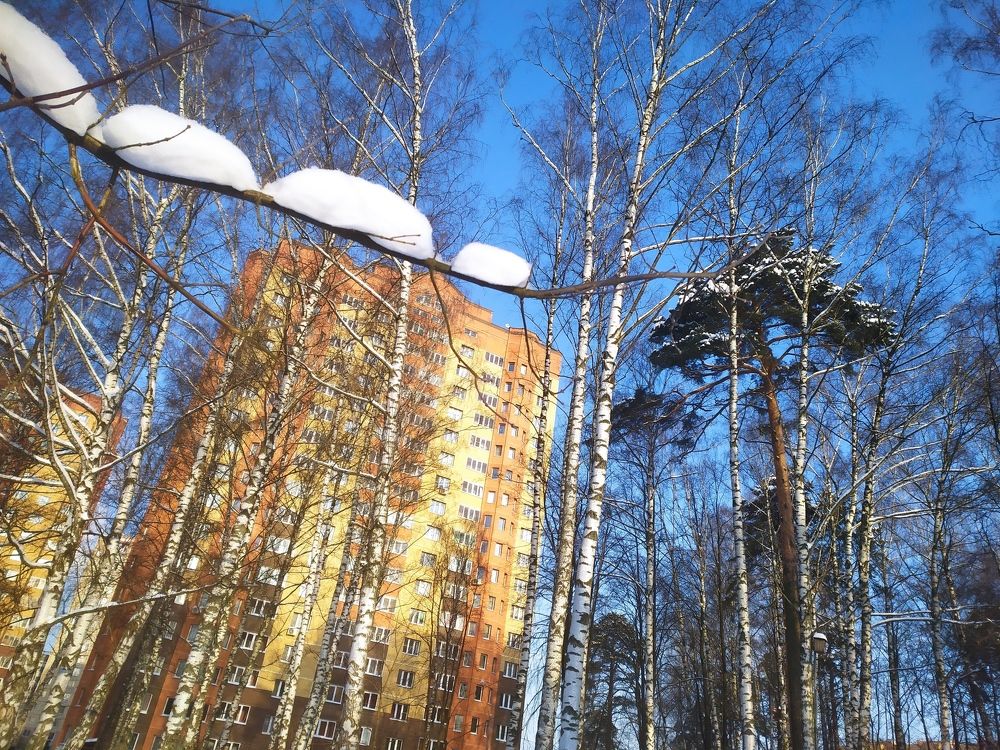 снег на ветке