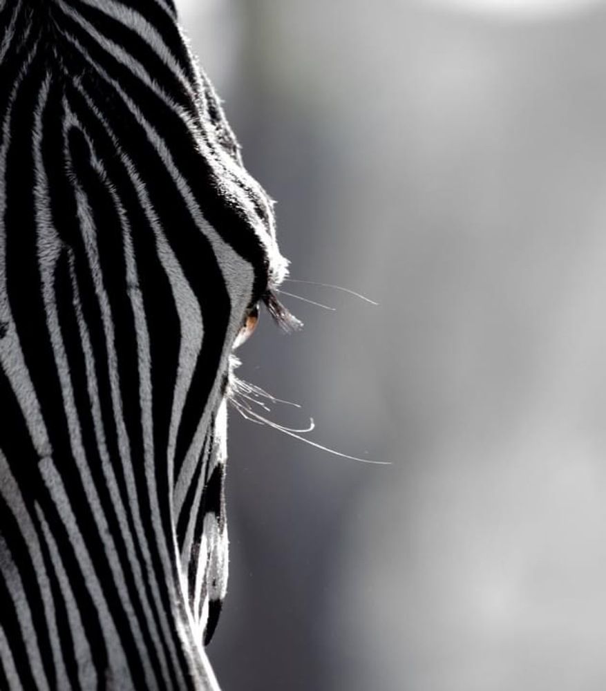 Photograph by Federico Genovese