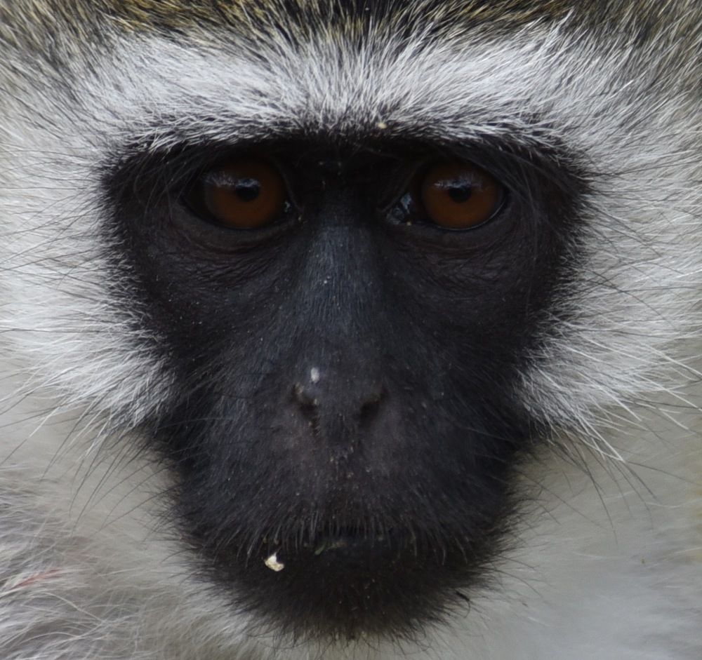 Photograph by Federico Genovese