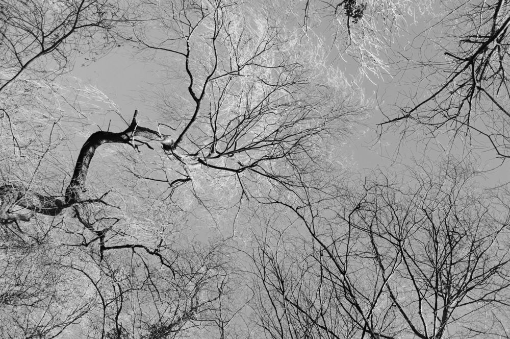Looking Up At Trees