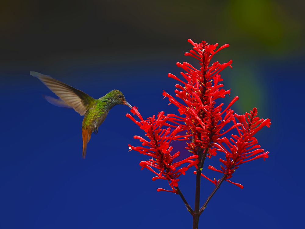 Green, Red and Blue / Verde, Rojo y Azul