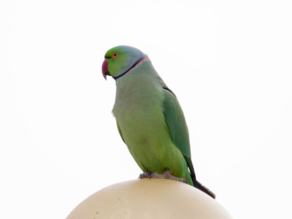 Photograph by MICHAEL SHVARTS