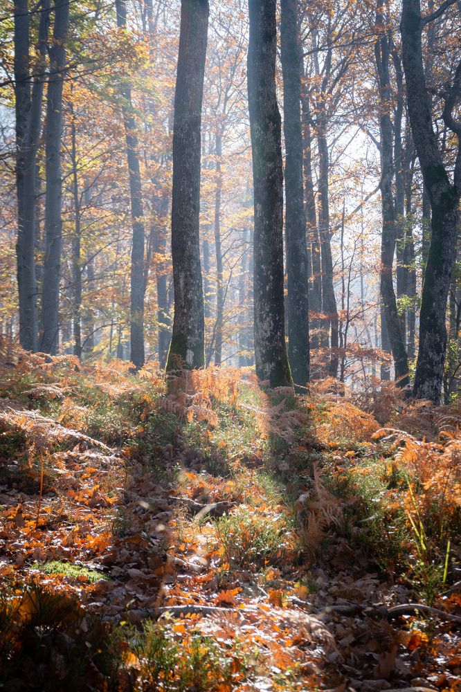 Photograph by Martin Novak