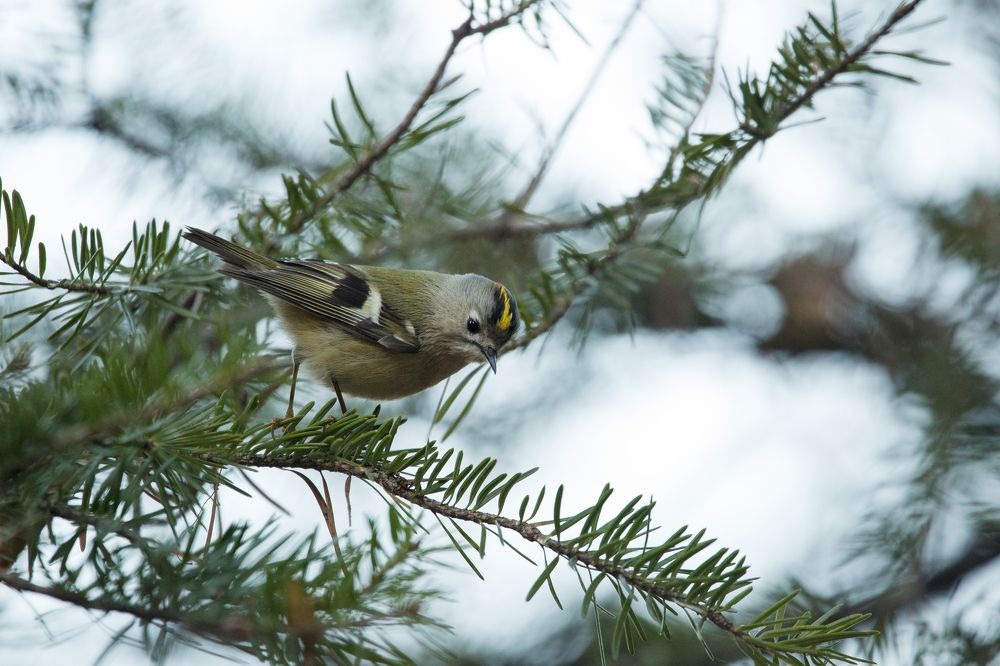 Photograph by Инна Корнеева