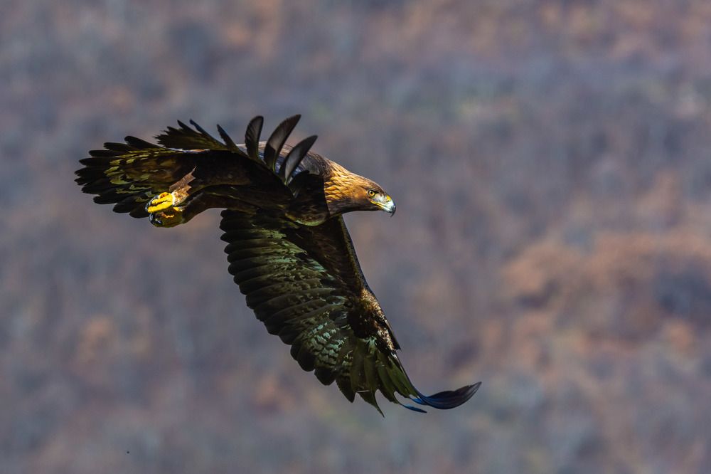 Golden Eagle