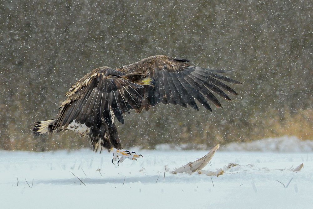 Photograph by Rafał Kowalik