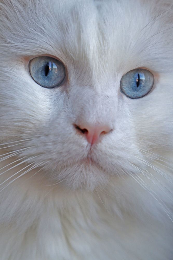 Photograph by Roza Kenarova