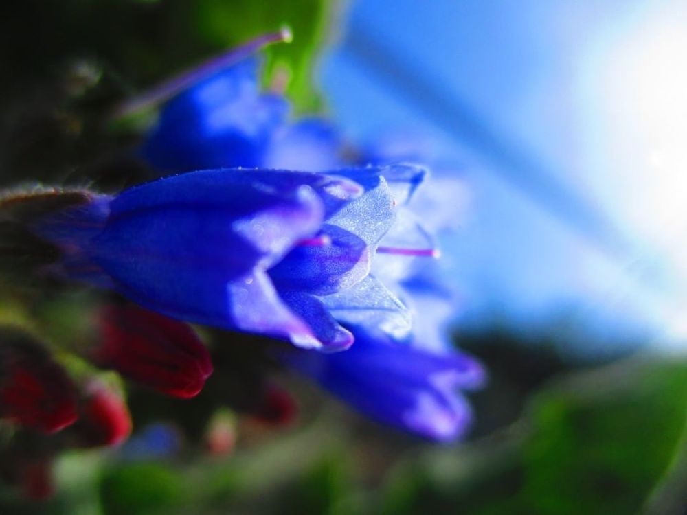 Macro