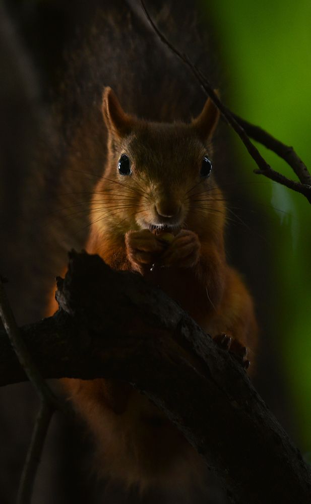 Photograph by Артём Кривошеев