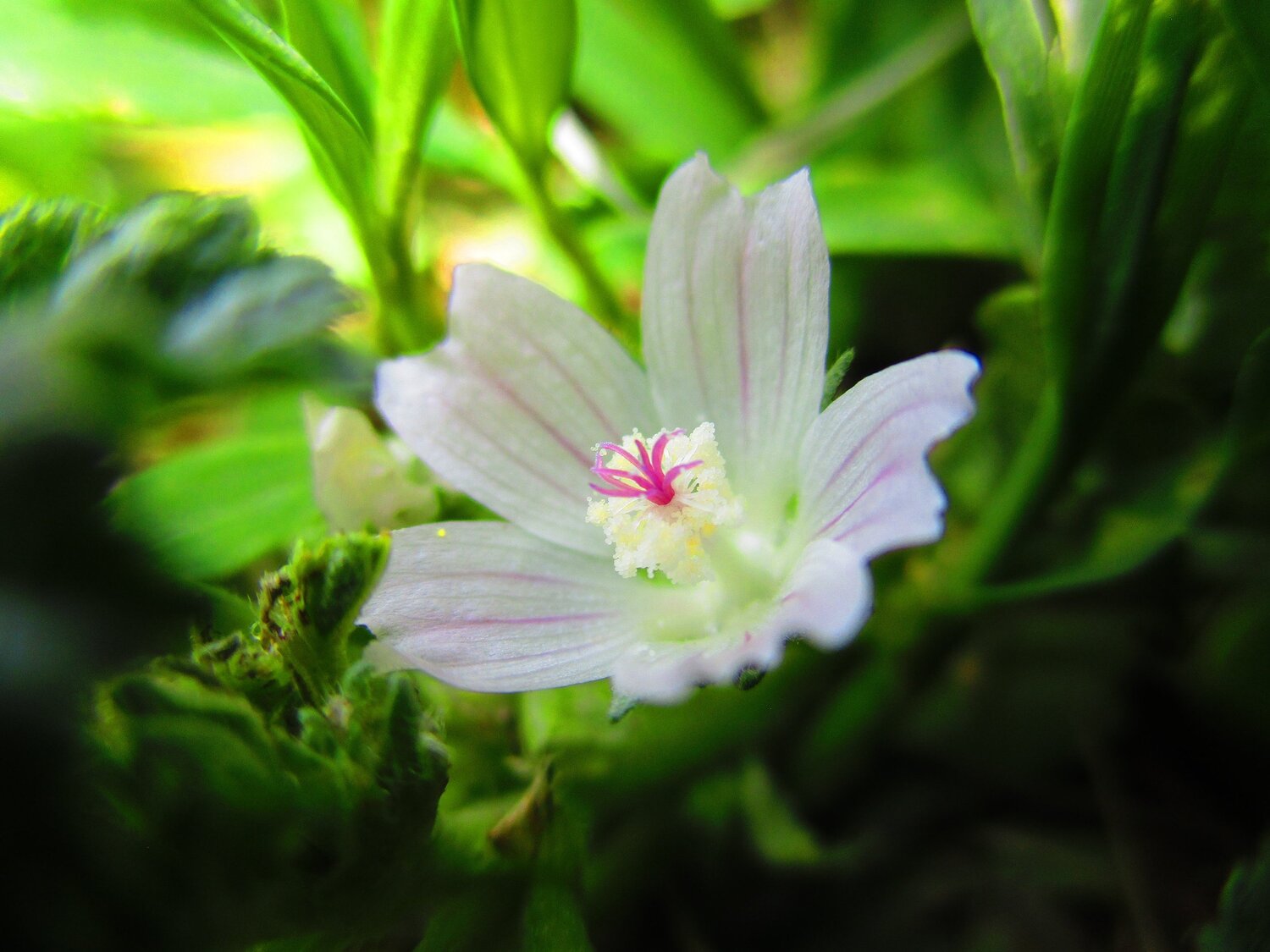 Macro
