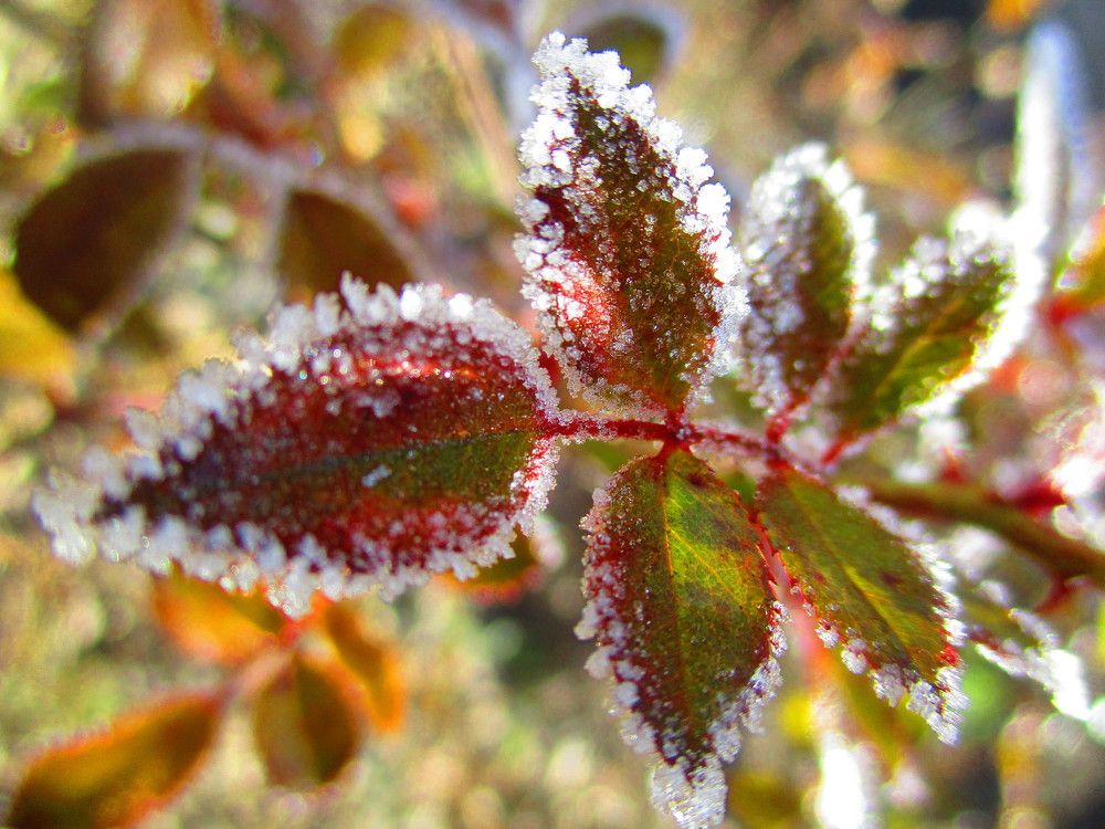 Macro