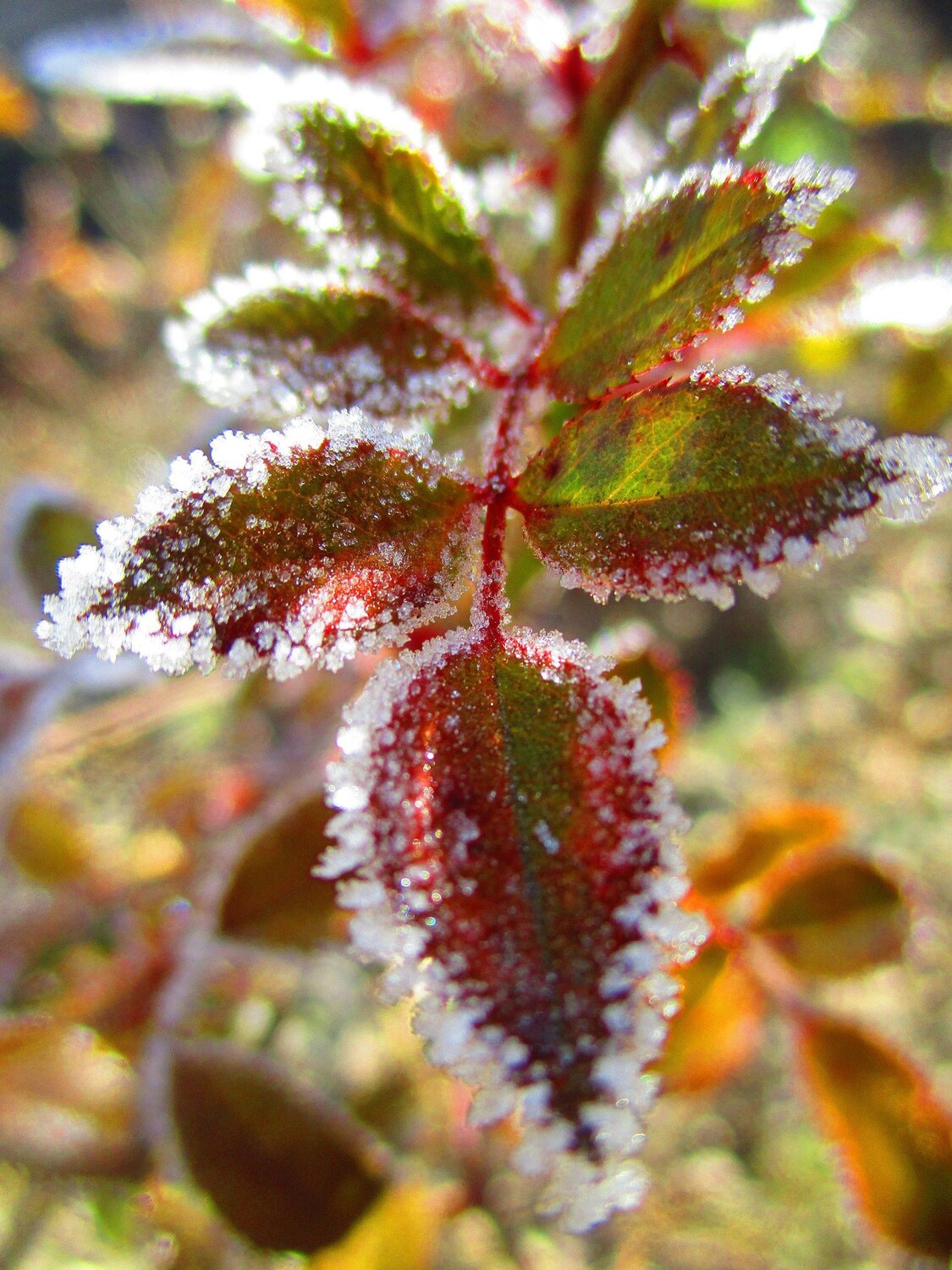 Macro