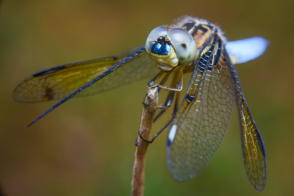 Photograph by Shakti brata Bhattacharjee