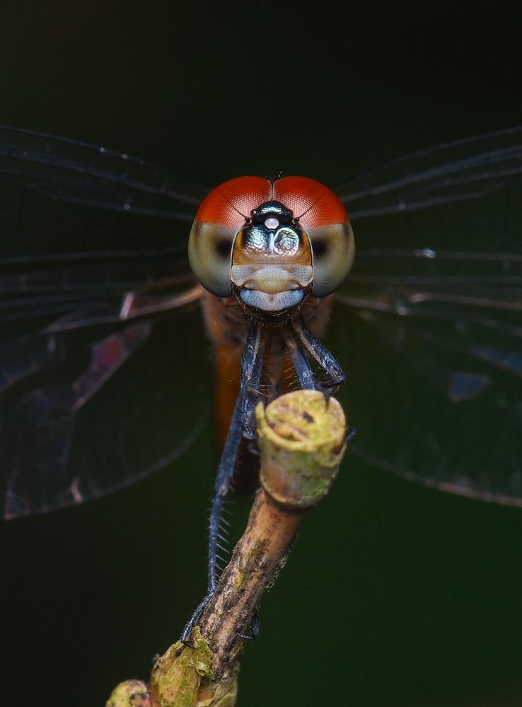 Photograph by Shakti brata Bhattacharjee