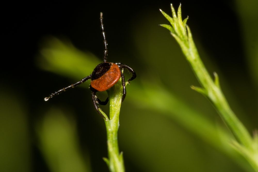 Photograph by Сергей Дикарев