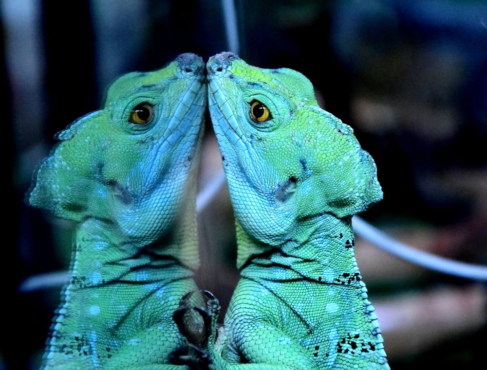 Фотография автора Альбина Хвастунова