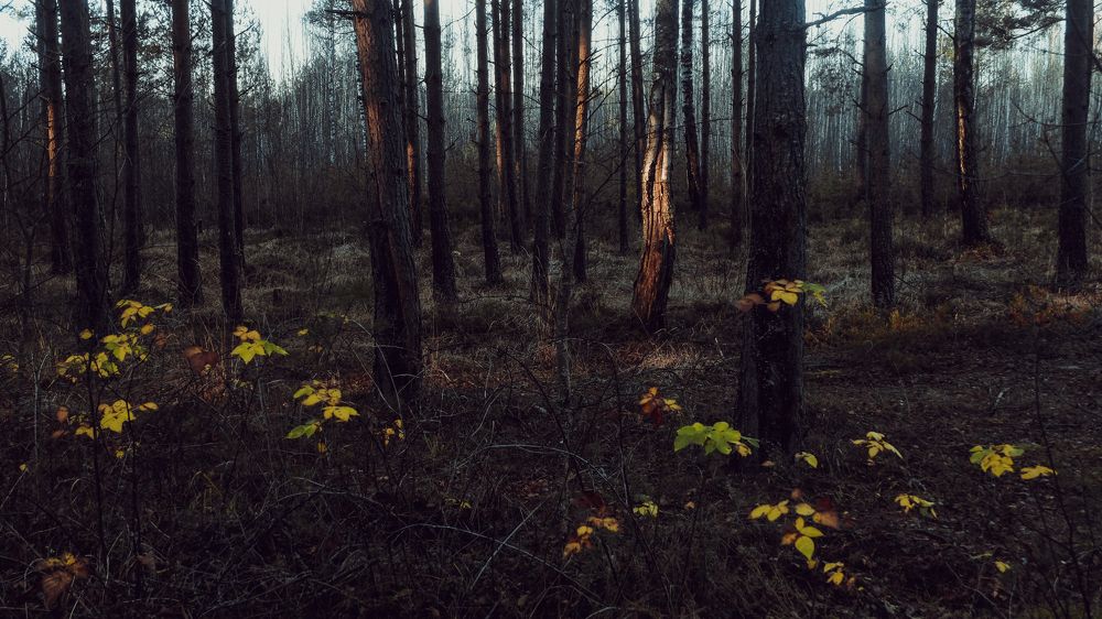 Photograph by Антон Соколов