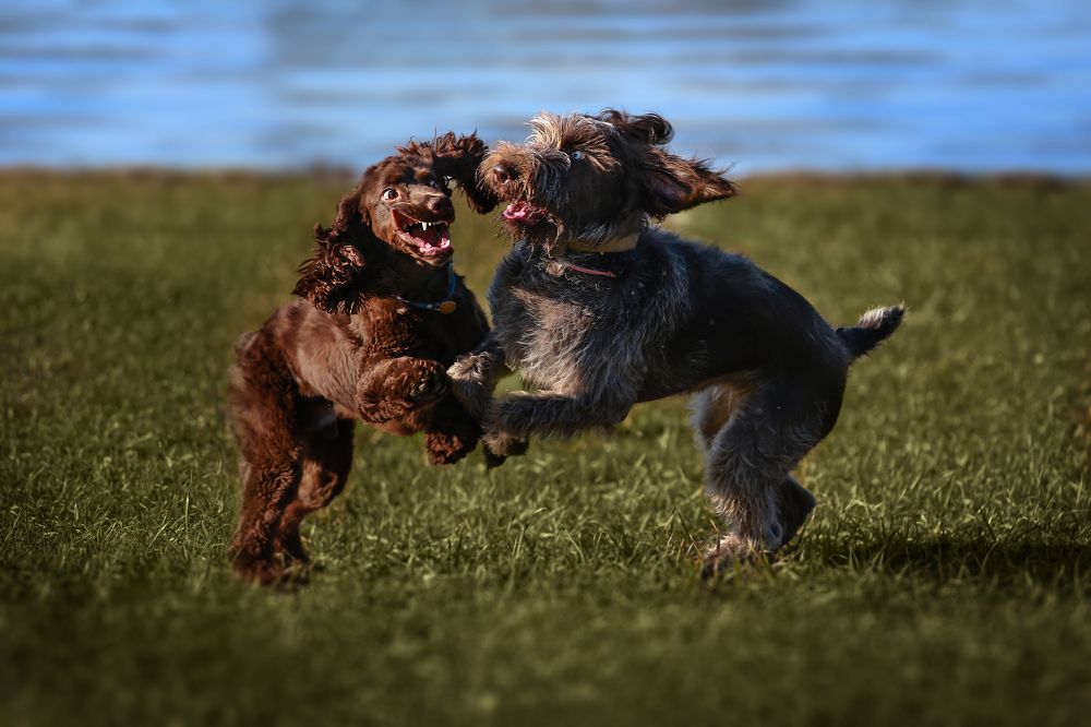 Веселье у воды