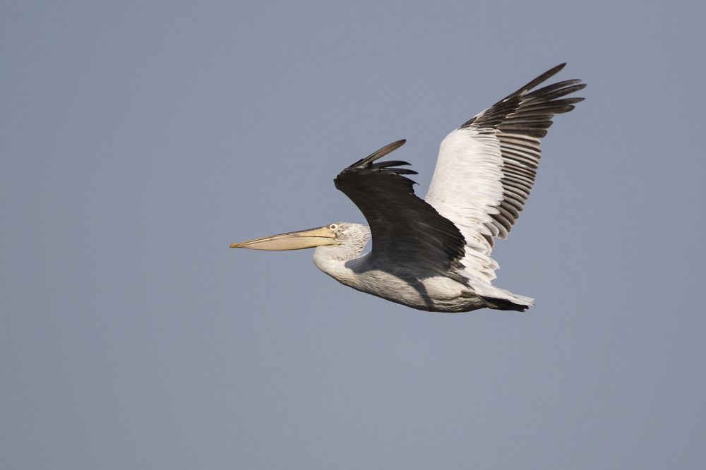 Кудрявые пеликаны