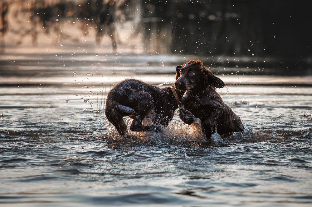 Что еще для счастья надо