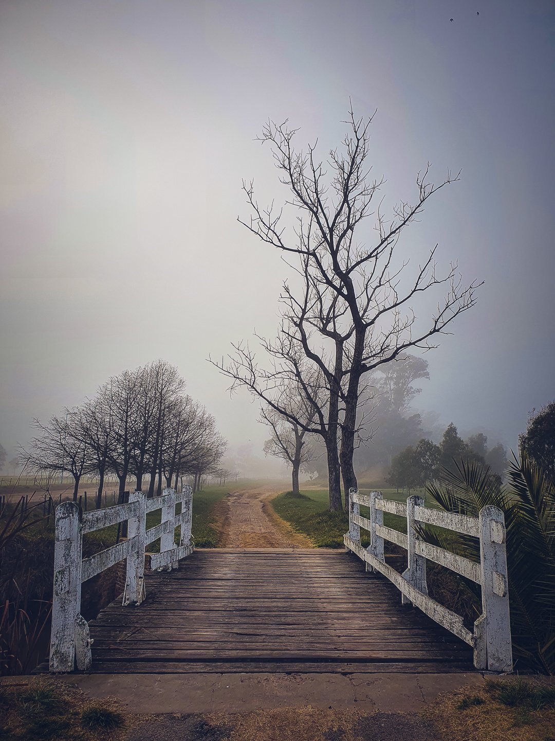 Camino del puente
