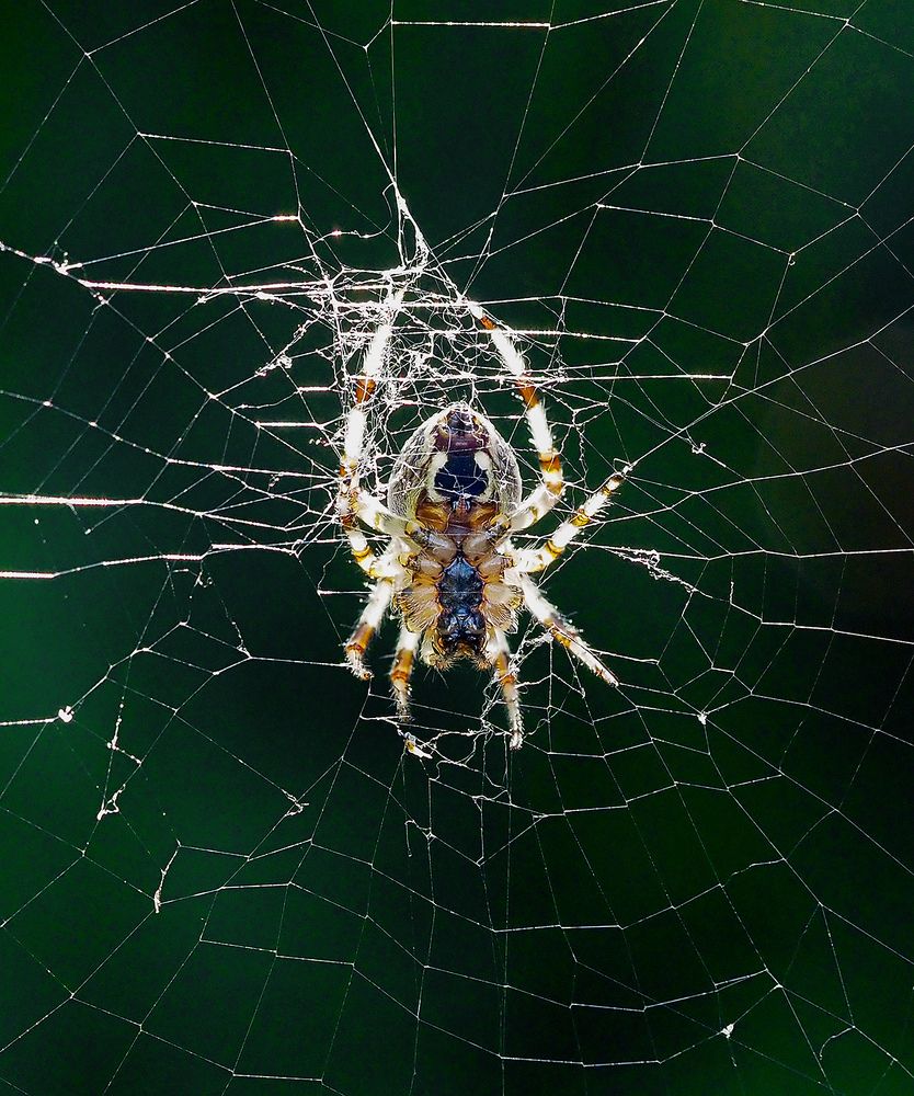 Сетевой маркетинг