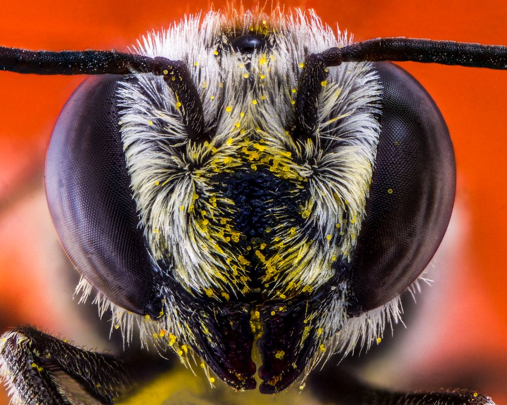 bee