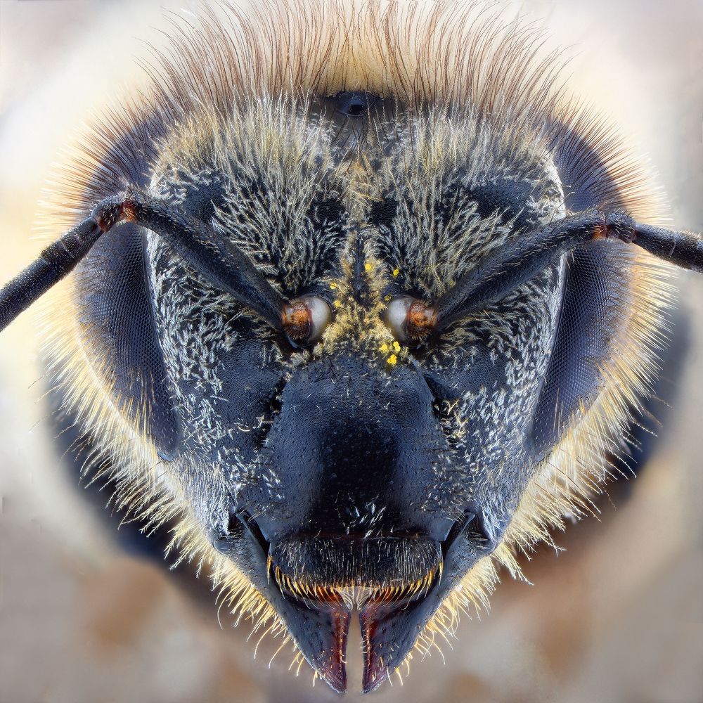 bee
