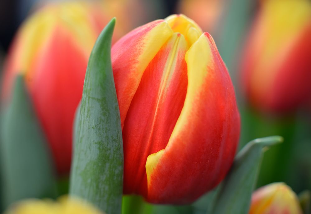 Photograph by Olga Mendosa