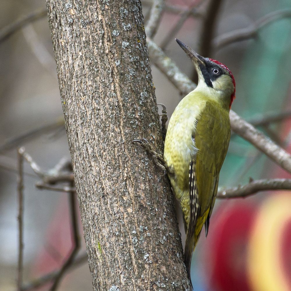 Зеленый дятел