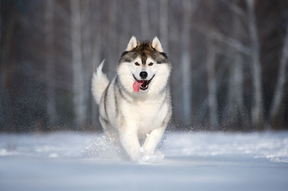 Photograph by Марина Плевако