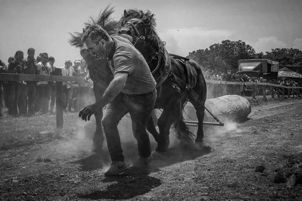 Horse races with logs