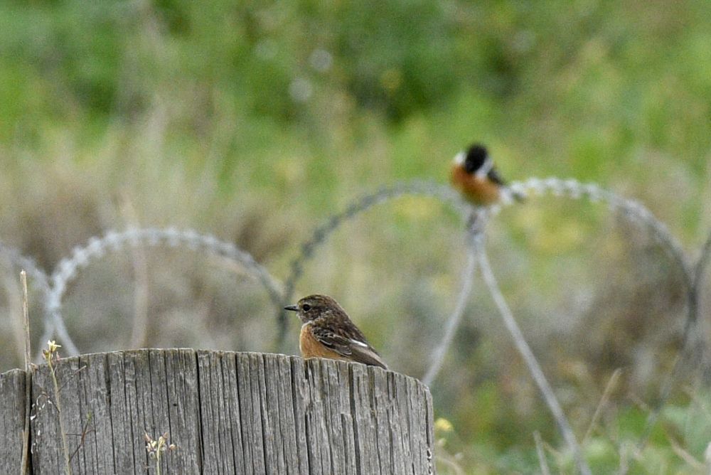 Photograph by Farah al Assir