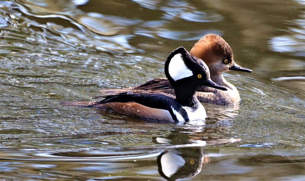 Merganzer Ducks with Reflection