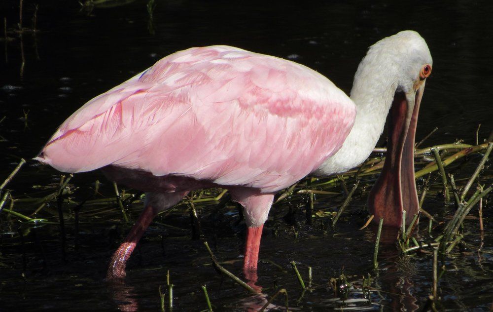 Roseate Spoonbill Looking for Dinner