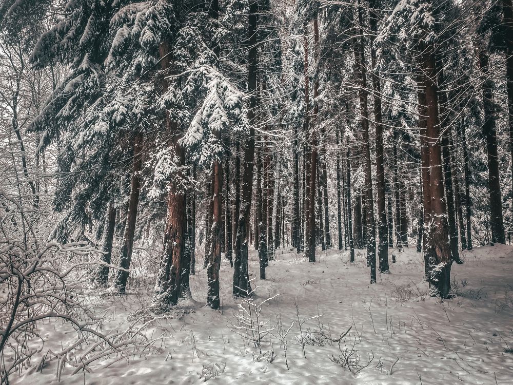 Photograph by Алексей Молчан