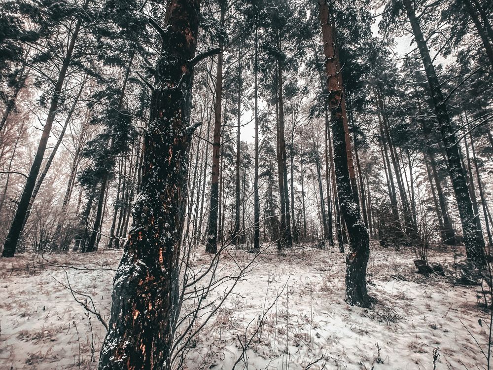 Photograph by Алексей Молчан