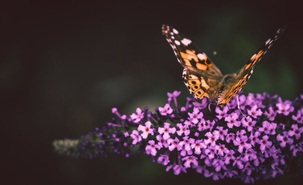 Photograph by Эн Скляров