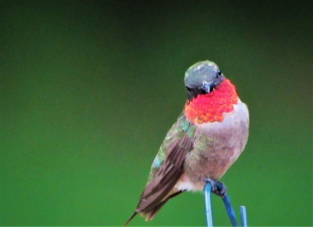 Ruby Throated Hummingbird