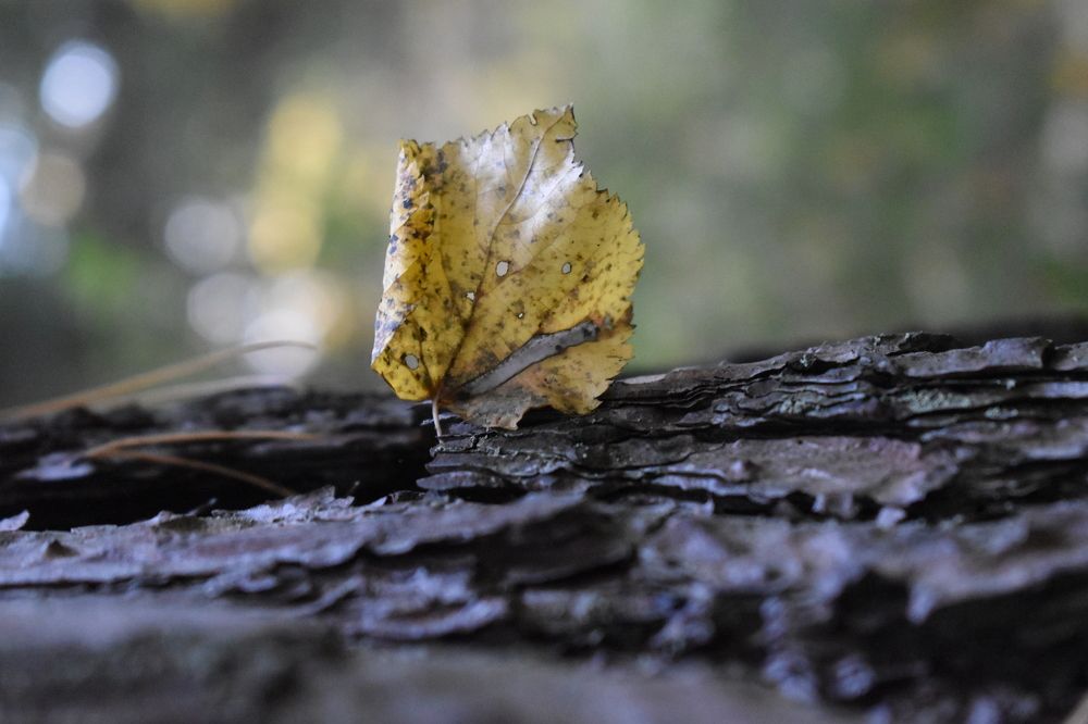 Photograph by Сергей Головин