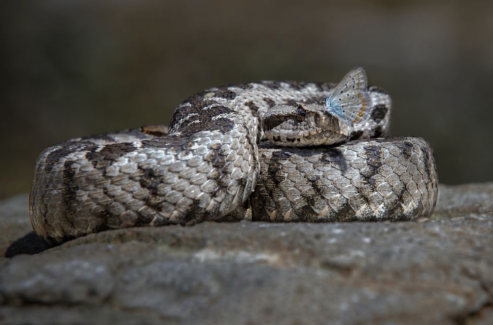 Photograph by hasan guzel
