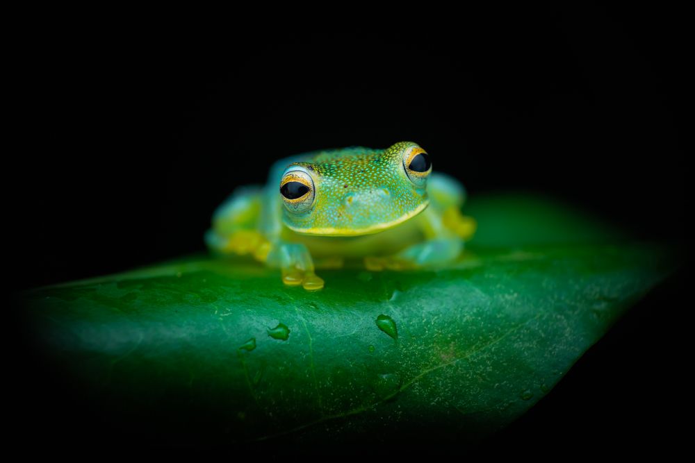 Photograph by Laurent Hesemans