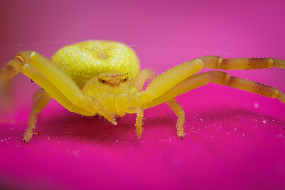 Photograph by Laurent Hesemans